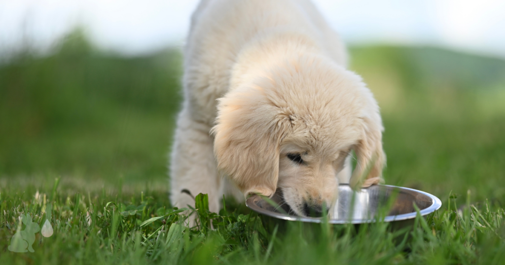 水を飲む犬